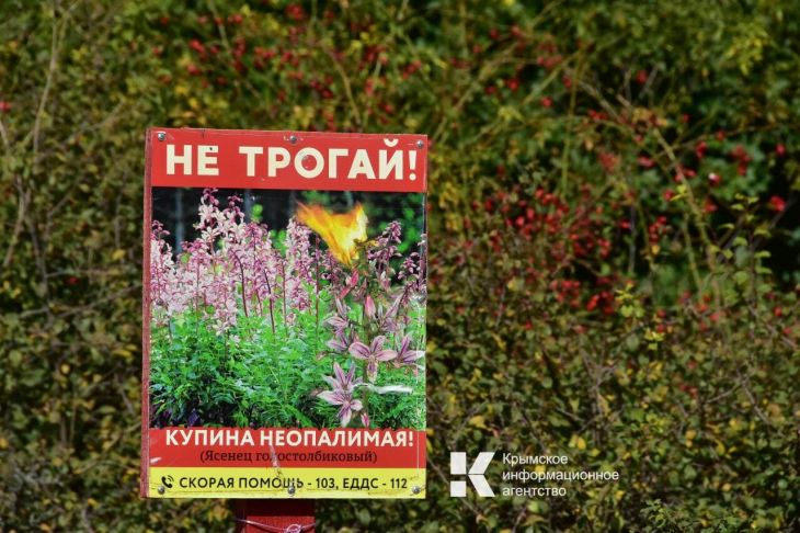 Вы точно их видели в Крыму: растения, которые могут вызвать ожоги, галлюцинации и смерть