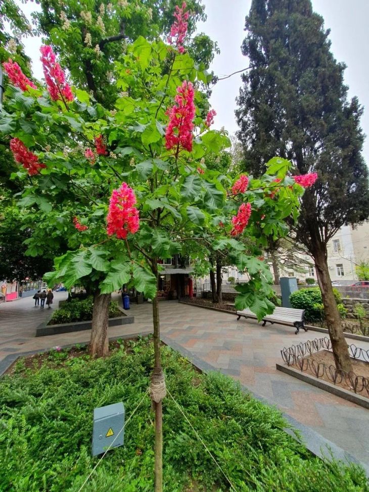 В Ялте зацвел необычный розовый каштан: где можно увидеть