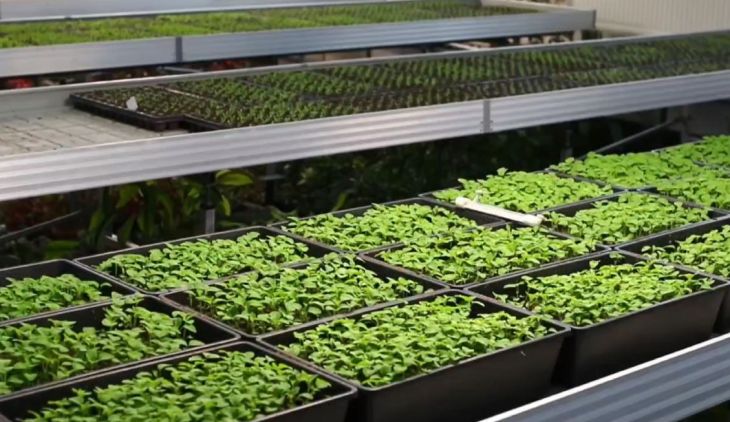 К майским праздникам Симферополь украсят более 60 тысяч цветов