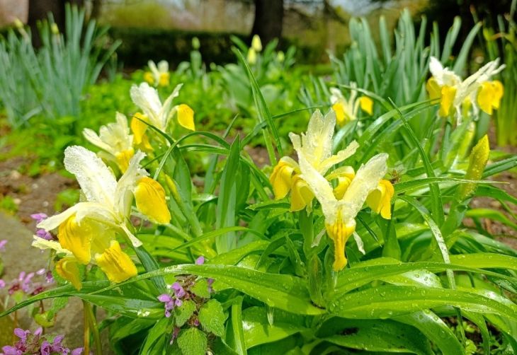 В Симферополе распустилась Юнона бухарская