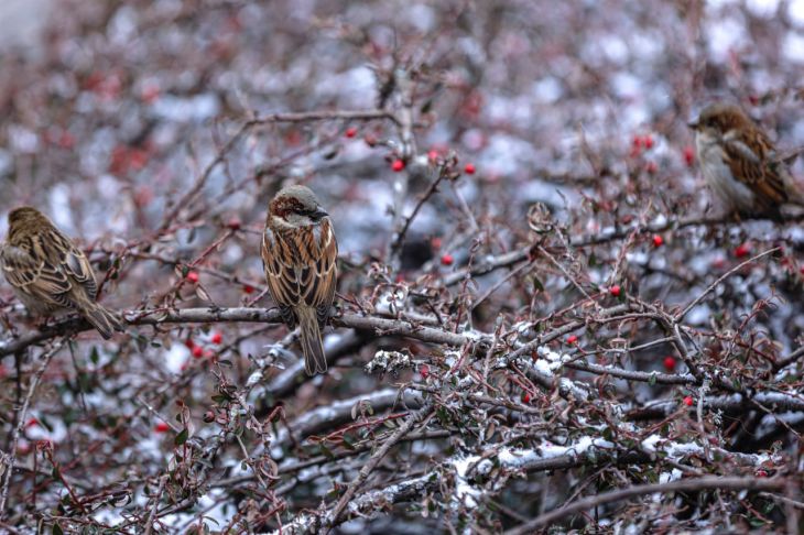 Ученые объяснили важность переписи воробьев для оценки состояния городской среды