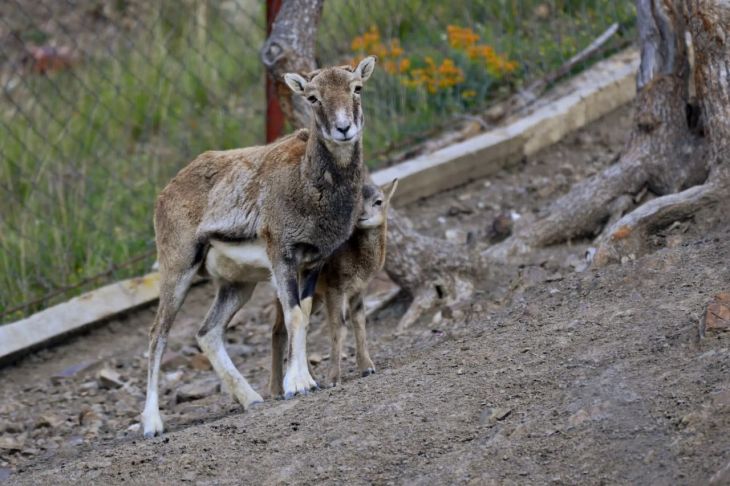 В крымском нацпарке у муфлонов родился детёныш 