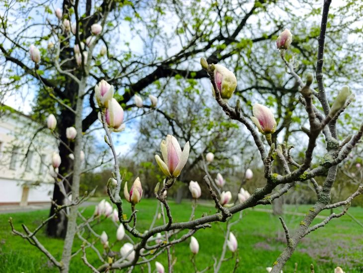 В ботаническом саду Симферополя началось редкое цветение магнолии