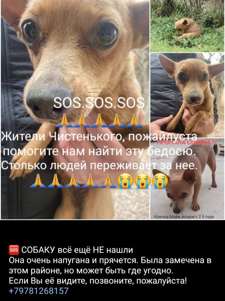 Жители уже пяти населенных пунктов Крыма ищут пугливую бедолагу