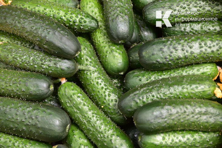 Огурец за полтысячи: как в Крыму выращивают огурцы зимой и куда уходит почти весь урожай