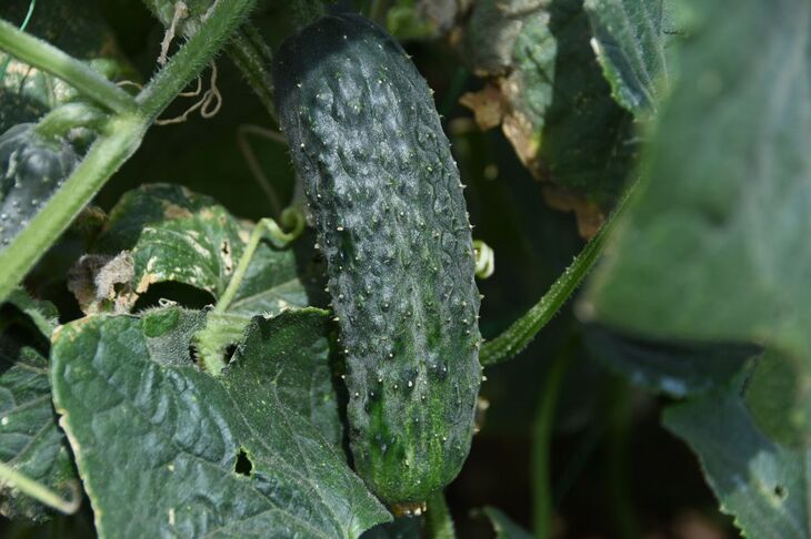 Крымские огурцы зимой не могут стоить дёшево: откуда берётся цена в 500 рублей? 