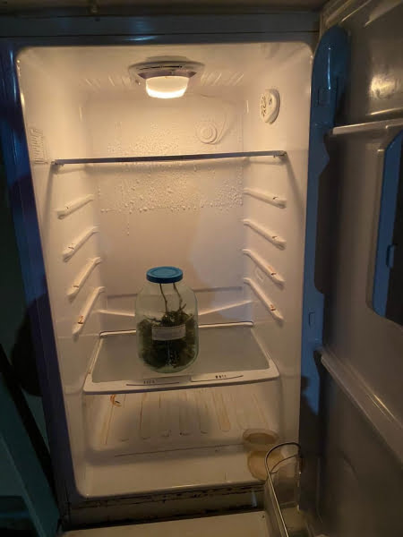 марихуану в холодильник
